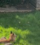 Fox Family Makes Home in London Garden