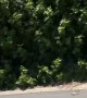 Two Aussies Stay Upright After Drunken Bicycle Clash