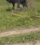 Horse Bucks Rider Off
