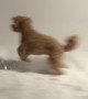 Dog Wants To Run Around In Late-Night Snowstorm
