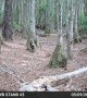 Black Bear Chases Off Coyote After Brief Stare Down