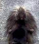 Baby Porcupine Starts Nursing After Hiding Behind Mama