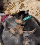 Puppies Sleeping in Food Bowl
