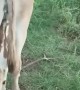 Baby Goat Nurses From Pregnant Donkey