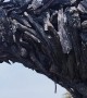 Driftwood Dragon Sculpture