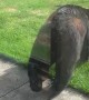 Startled Black Bear Tinkles Away