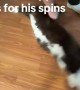 Tuxedo Cat Spin Time