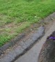 Baby Emu Brenda Exploring the Neighborhood