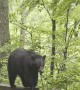 Momma Bear Walks on Guard Railing Beside Road
