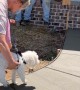 Old Dog's Paw Prints Given Forever Spot At Home