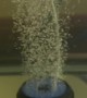 Reds Ranchu Goldfish Playing Soccer