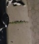 Family of Skunks Out for a Nighttime Stroll