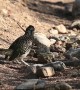 Roadrunner Tenderizes Lizard Against Rock