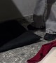 Pitbull Puppy Doesn't Understand How Her Legs Work