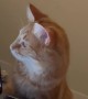 Orange Cat Oversees Photo Editing Process