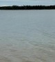 Sharks and Crocodiles Share the Shallows