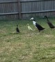 New Duck Welcomed Into Flock