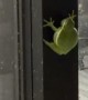 Tree Frog Beeps On Office Window