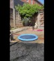 Two Pups Playing in a Splash Pool