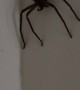 Woman And Spider Brush Hair Together