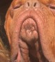 Morning Kisses and Sunshine With Massive Dogue De Bordeaux