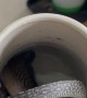 Monitor Lizard Takes a Bath
