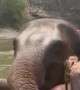 Elephant Smooches and Hugs