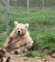 Rescued Himalayan Bear Playing With a Stick