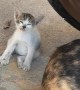 Drowsy Kitten Topples Over