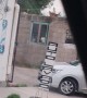 Dog Squad Out for a Drive
