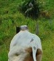 Dog Defends Fallen Ox From Adversary