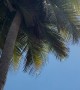 Coconut Fell and Broke My Windshield