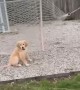 Manipulative Golden Puppy Fakes Needing Help