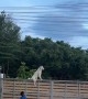 Watchful Dog Sits Comfortably On Fence