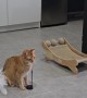 Resident Cat Babysits New Foster Kitten