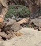 Dachshunds When They Have a Perfectly Loving and Caring Home