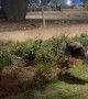Siberian Husky Folds Over Safety Fencing