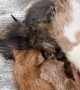 Seven Kittens Rescued From Dumpster