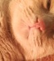 Orange Cat Soaks Up Warmth From Space Heater