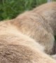 Greenhouse Kitty Finds the Catnip