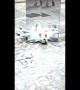 Seagulls Looking at Themselves in a Mirror