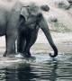 Elder Elephants Work Together to Save Baby Elephant