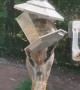 Squirrel Just Hanging Around