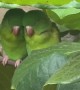 Loving Parakeets Cuddle In The Leaves