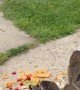 Baby Groundhogs Munch on Fruit
