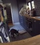 Dog Jumps Up On Counter And Knocks Pizza Down