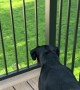 Turkey Chases Dog Through Backyard