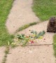 Clumsy Baby Groundhog