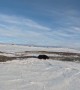 Hunting Black Bears on a Snowmobile
