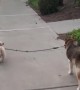 Puppy Walking Big Dog